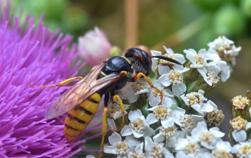 Philanthus triangulum